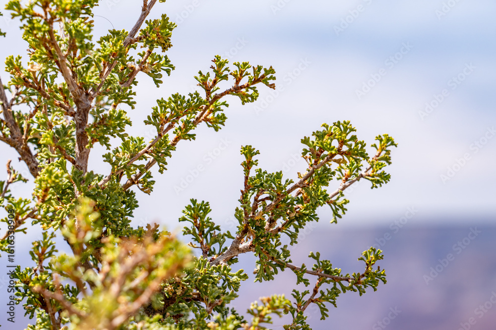 Φωτογραφία Purshia stansburyana is a species of flowering plant in the rose family known by the common name Stansbury's cliffrose
