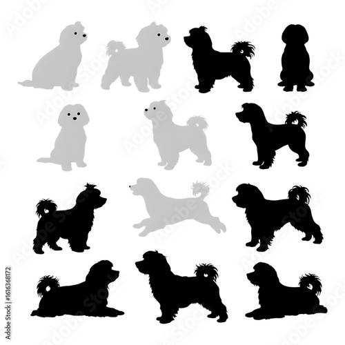 Collection of Maltese dog silhouettes in various poses isolated on a transparent background canine