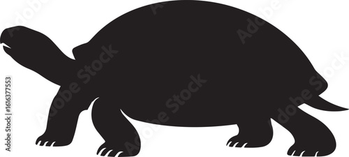 Black turtle walking isolated on white background reptile animal