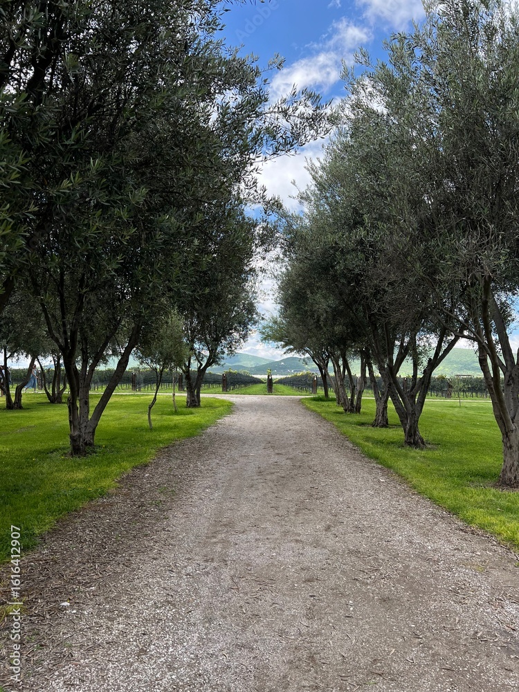 Fototapeta premium alley in the park