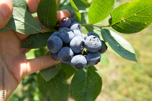Obraz na płótnie Hand holding fresh blueberries on a branch surrounded by vibrant green leaves in