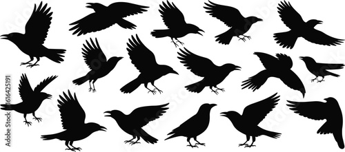 Crow silhouette collection, flying and standing birds, black raven vector art, spooky wildlife illustration, Halloween design, bird clipart set