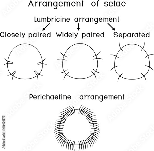 Coloring page with scheme of arrangement (lumbricine and perichaetine) of setae of oligochaetes for biology lessons