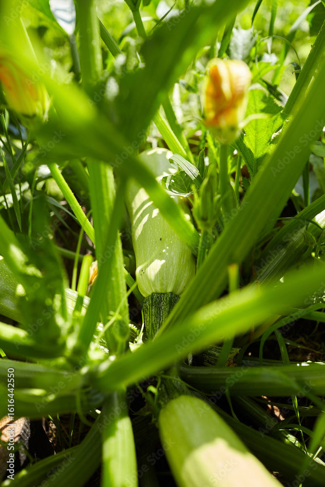 Obraz premium Fresh green zucchini growing among vibrant leaves and yellow flowers in a sunny garden, showcasing the beauty of organic farming and nature's bounty