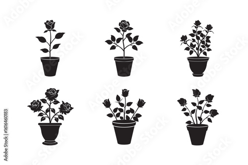 silhouette blooming rose flowers in a tall pot set bundle on the white background.
