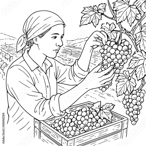 Wine grape harvest sketch. Traditional vineyard picking scene with careful bunch selection, winemaking process drawing.