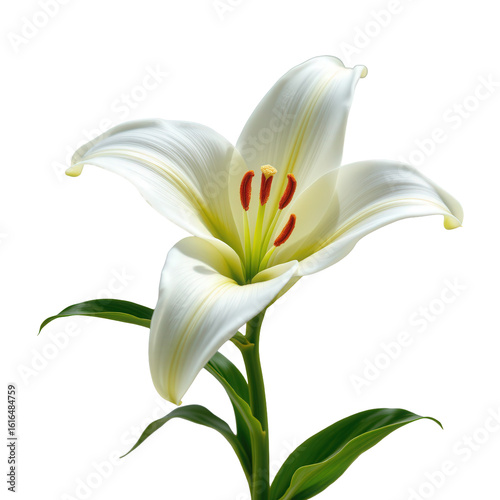 Elegant White Lily Bloom with Fresh Green Leaves on a Stem