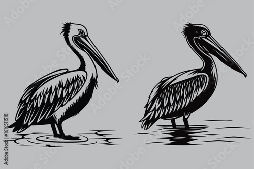 Pelican standing in shallow water silhouette vector design art and illustration