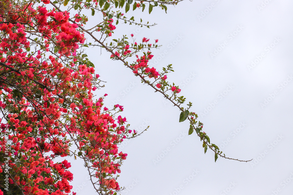 Φωτογραφία Vibrant Red Bougainvillea Blossoms: Nature Photography for Design Projects