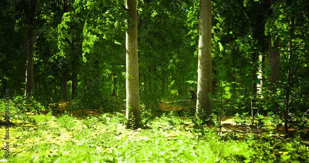 Dense forest filled with tall, green trees and vibrant foliage brings a sense of calm. Sunlight filters through the leaves, creating a serene atmosphere perfect for nature walks. Dense forest filled with tall, green trees and vibrant foliage brings a sense of calm. Sunlight filters through the leaves, creating a serene atmosphere perfect for nature walks.