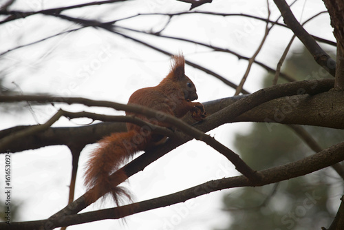 Squirrel on tree
