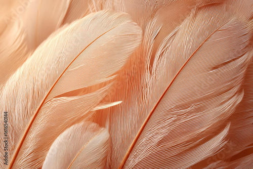 Closeup of soft, textured feathers with a warm, peachy hue