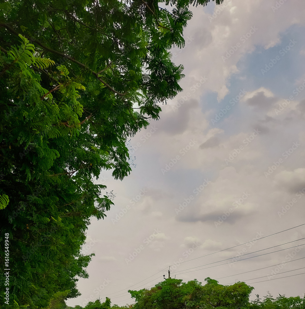 Fototapeta premium Green trees against blue sky background, nature photography, natural scenic wallpaper 