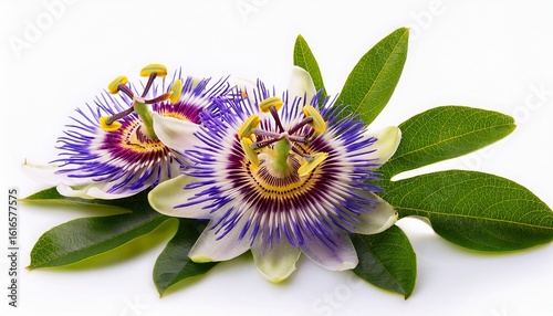 passiflora passionflower isolated on white background