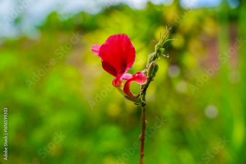Mountain bean flower (Macroptilium lathyroides)