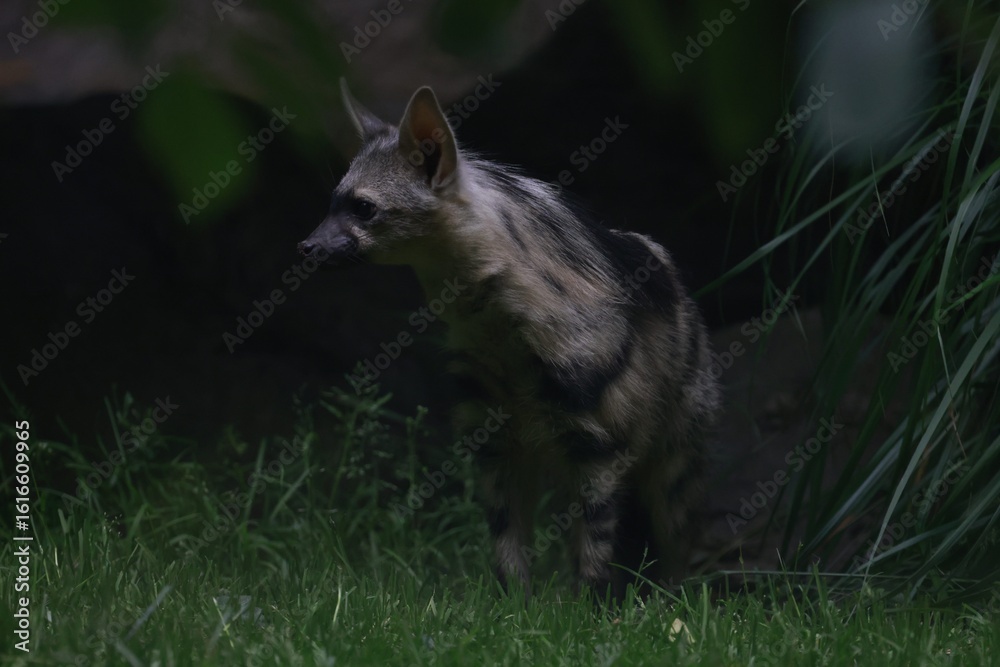 Fototapeta premium Aardwolf Maned Hyena