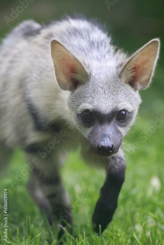 Aardwolf Maned Hyena