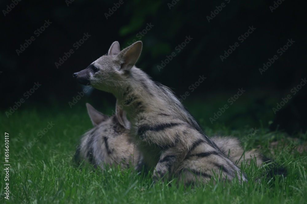 Fototapeta premium Aardwolf Maned Hyena