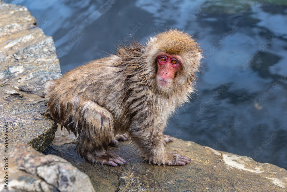 Naklejka premium Close up of juvenile snow monkey or Macaca fuscata bathing hot spring in Jigokudani Yaen-Koen National Park in Yamanouchi, Japan in winter.
