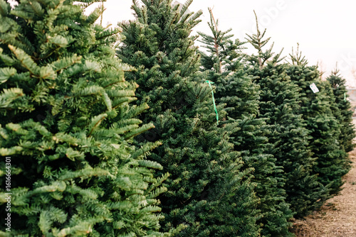Freshly Cut Christmas Trees for Sale