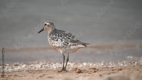 Red-plumaged sandpiper on the shore (close-up). The red knot or just knot (Calidris canutus) is a medium-sized shorebird which breeds in tundra and the Arctic Cordillera in the far north of Canada etc
