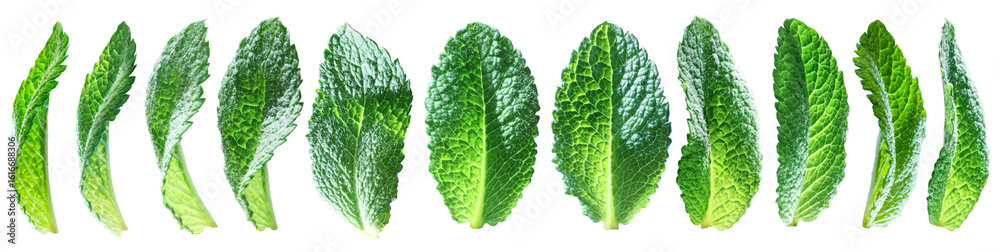 Obraz premium Set of bright translucent mint leaves isolated on transparent background.