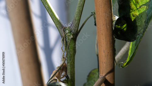 Close up of a stem with visible webs, infested with spider mites