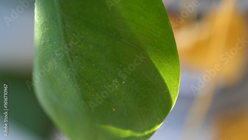 A monstera leaf with thrips crawling on it during the day