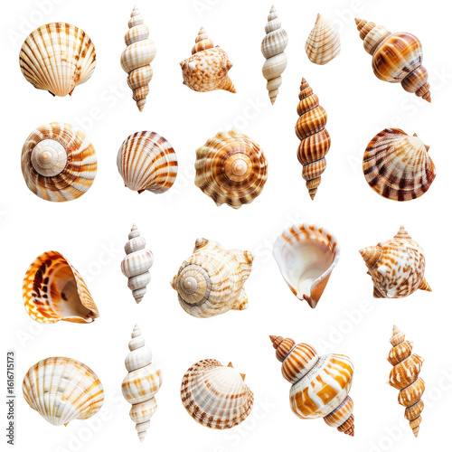 Assorted seashells, various shapes and colors, isolated on black background