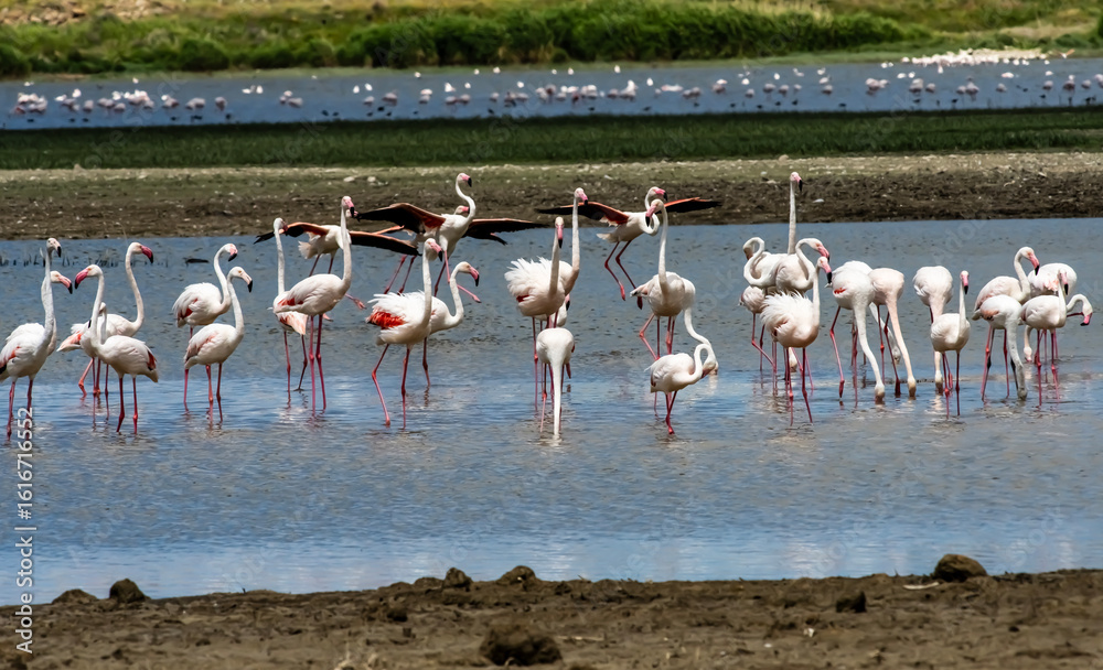 Naklejka premium A serene flock of greater flamingos wading and socializing in shallow wetlands on a sunny day, showcasing the beauty of bird migration and nature's peaceful rhythm in high resolution.