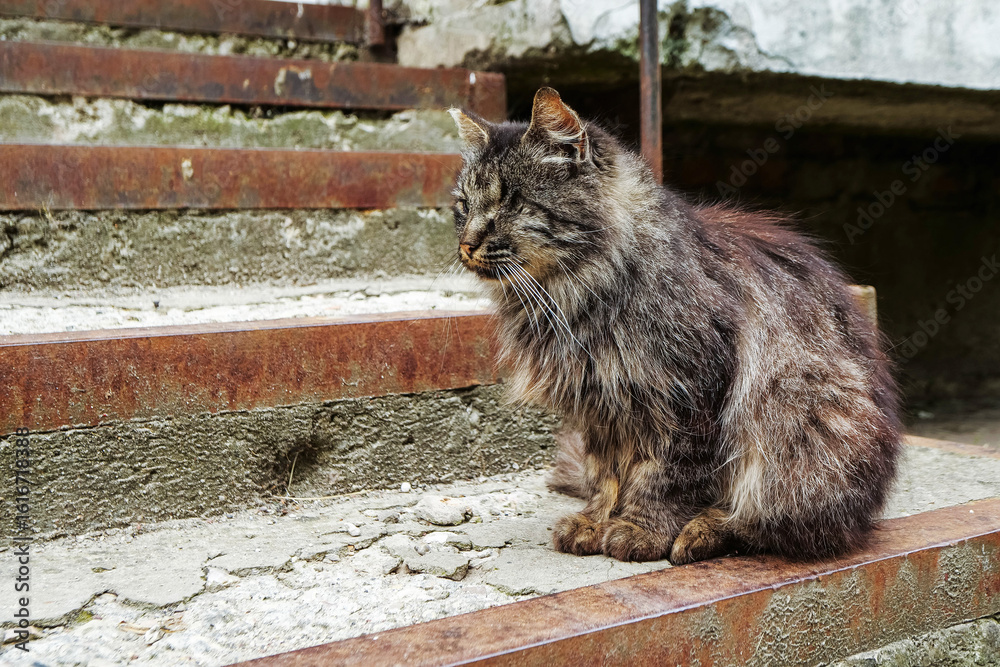 Obraz premium Portrait of tough, grey color cat on a concrete surface in a street. The model has one eye and calm confident appearance. Living rough life in town jungle concept. Peaceful animal