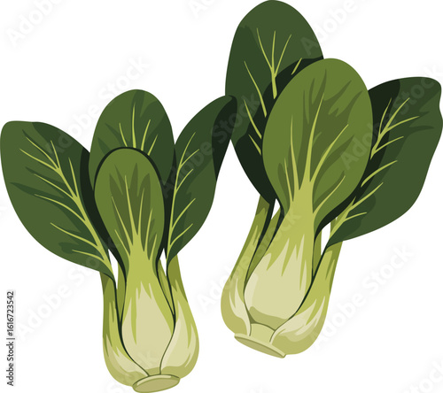 Fresh bok choy vegetable illustration with green leafy stems healthy food vector design 