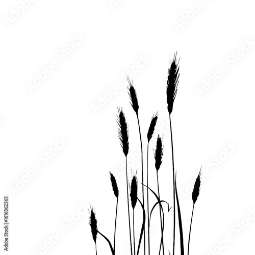 Wheat field silhouette on plain background.