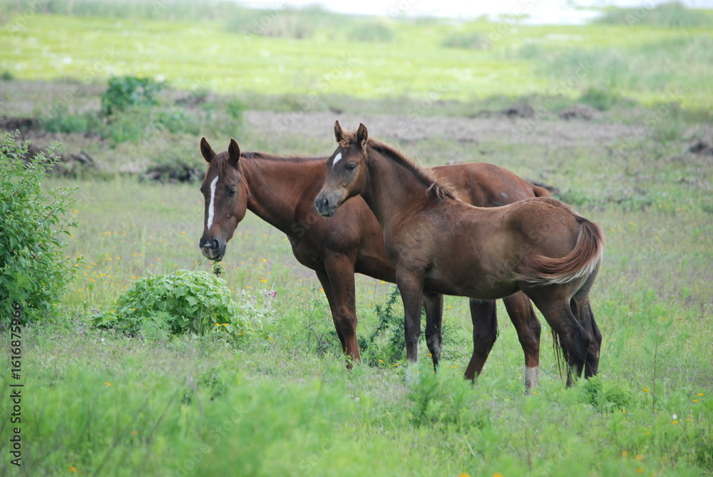 two horses grazing in a meadow two horses grazing in a meadow