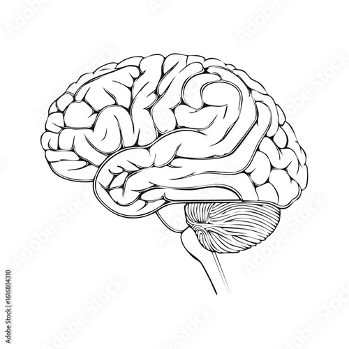 Anatomical illustration of the human brain in side view outlines in black and white.
