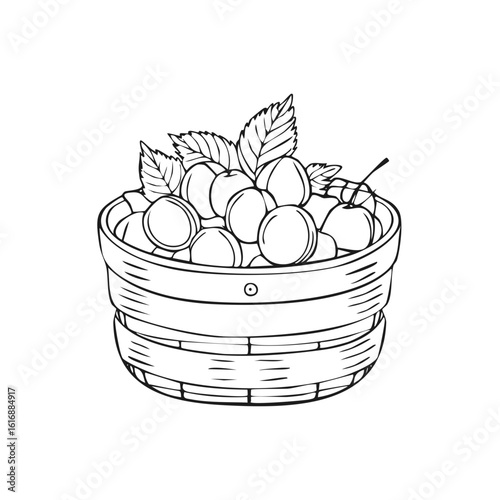 Hand drawn wooden basket full of fresh cherries with leaves line art illustration