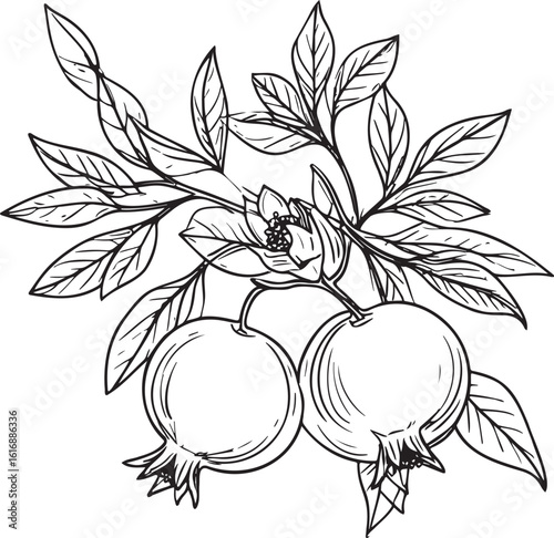 Pomegranate Branch: Hand-Drawn Fruit & Foliage