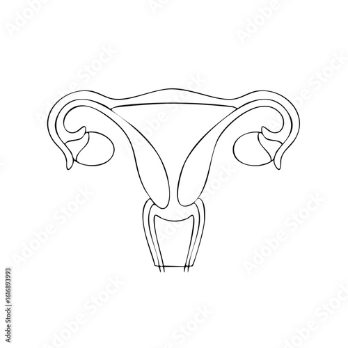 Uterus and Fallopian Tubes Line Art for Medical Diagrams or Education Illustration