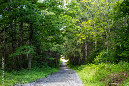 path in the forest