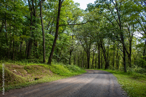 road in the forest