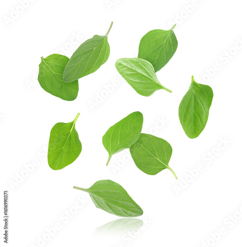 Fresh green oregano leaves falling against white background