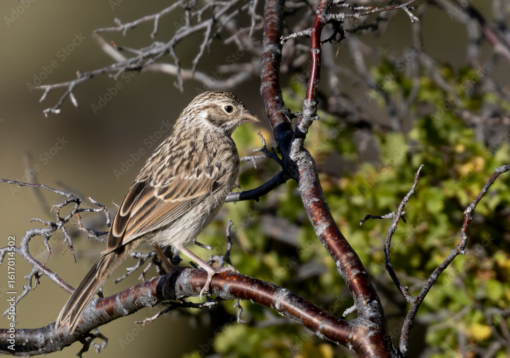 Fototapeta premium Vesper Sparrow