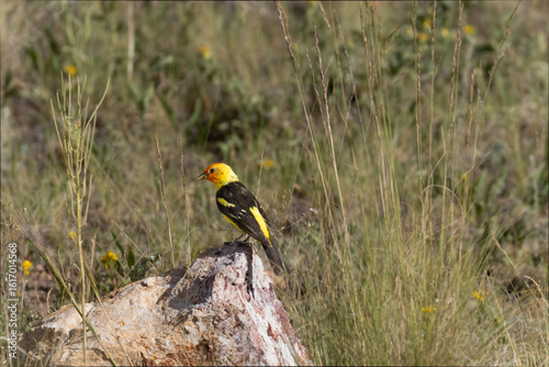 Western Tanager