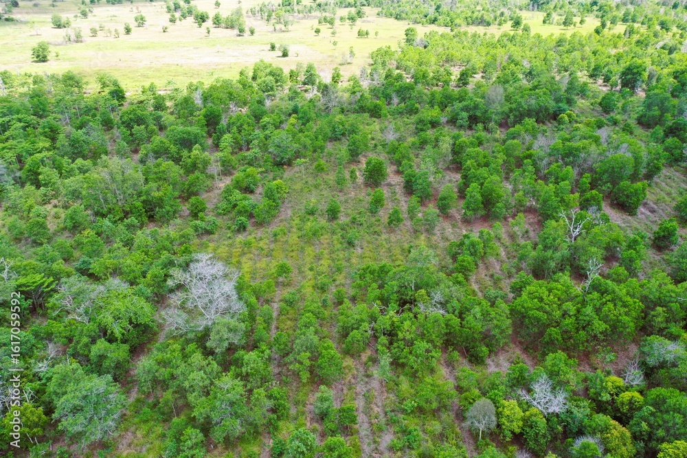 Naklejka premium Plant path in the rehabilitation area of heathland forest ecosystem type, as seen from the air.