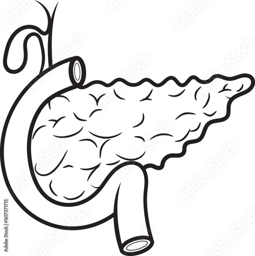 Ilustración anatómica detallada del páncreas y el duodeno humanos, destacando las estructuras internas para su estudio médico.