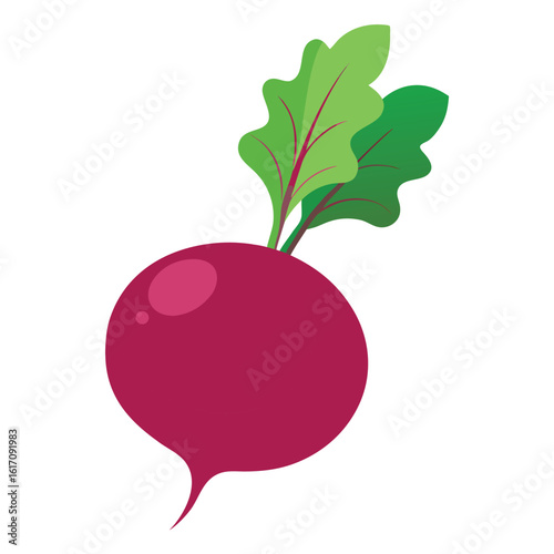 Freshly harvested round red beet with green leaves isolated on white background
