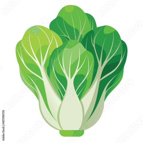Fresh bok choy vegetable healthy food isolated on white background

