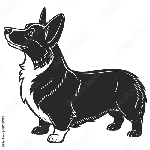 Black and white illustration of a pembroke welsh corgi standing