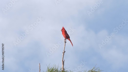  Northern Cardinal Bird Perching on a Tree