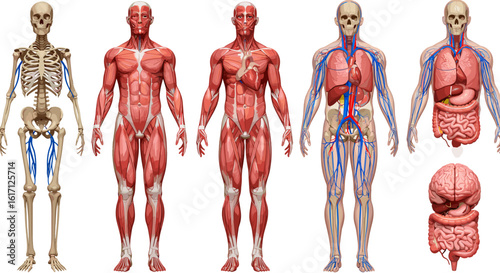 Detailed anatomical illustration showcasing human body systems, including skeletal, muscular, and circulatory
